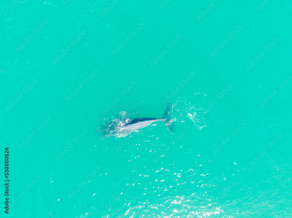 Naklejka premium Southern Right Whale Cape Town