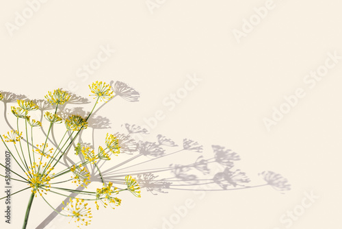 Flowering fresh dill, nature umbrella flower of herb Dill on beige background. Natural aesthetic close up spicy herb fennel. Natural minimal scene with copyspace, inflorescence of fennel