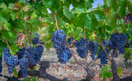 bunches of black grapes ready for harvest
 photo