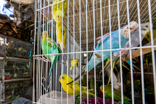 Birds on market on a streets ofin Kabul, Afghanistan photo