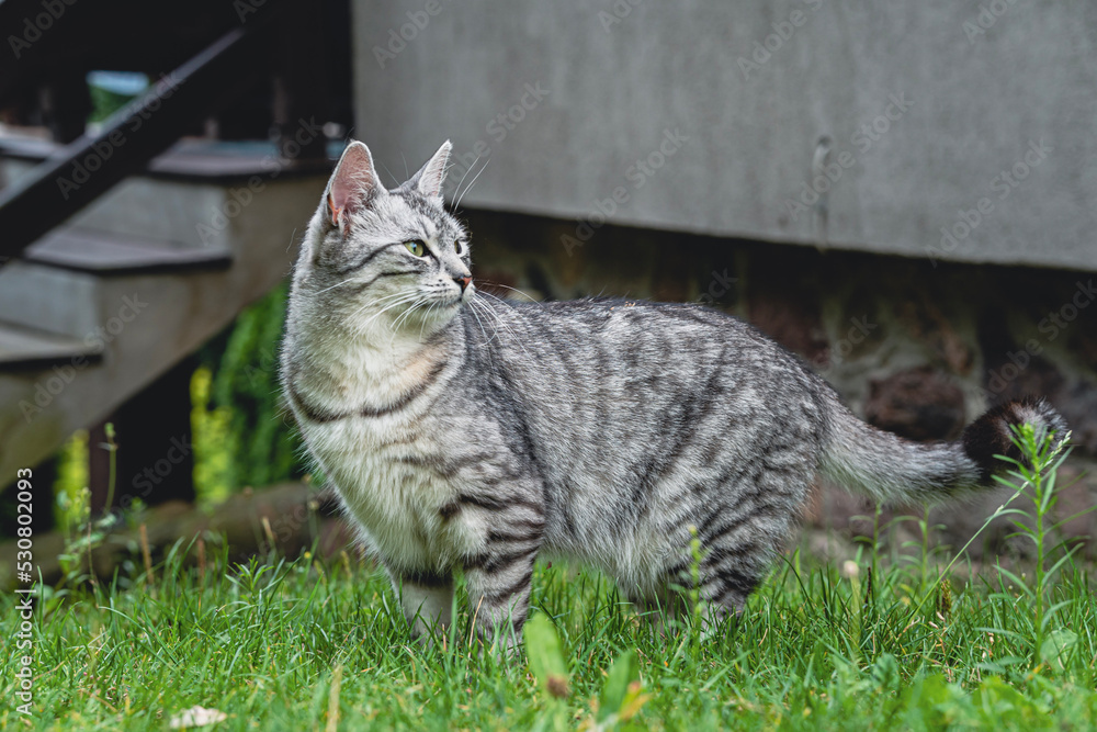 Obraz premium Cat in summer garden outdoors cute british
