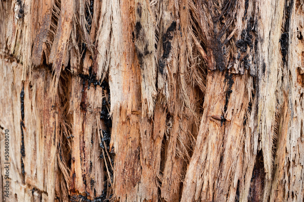 A macro close up photo of the texture of the bark on an australian stringy-bark eucalyptus gum tree A macro close up photo of the texture of the bark on an australian stringy-bark eucalyptus gum tree