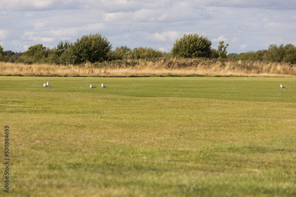 Gulls in a field. Common Gull, Larus canus. 
