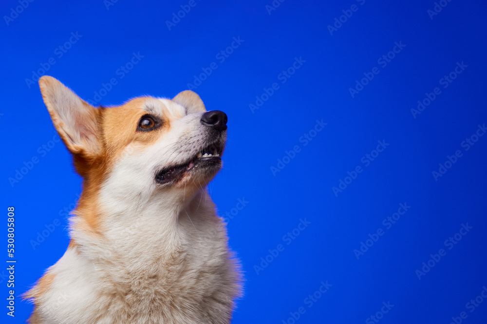 Studio portrait of a corgi dog isolated on a blue background. Funny dog face. World Pet Day. A place for advertising.