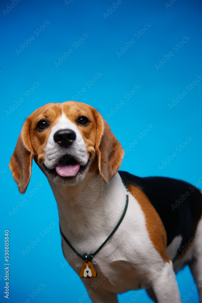 Cute beagle dog isolated on a blue background. Studio portrait. Funny dog face. Hound dog. World Pet Day.