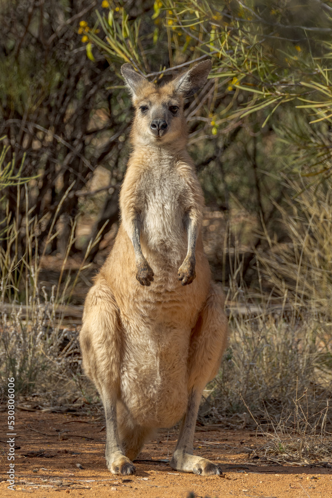 Fototapeta premium Euro Wallaroo in Northern Territory Australia