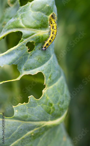 One pest caterpillar on the leaves of white cabbage in the vegetable garden in summer