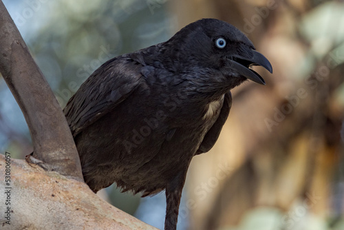 Little Crow in Northern Territory Australia photo