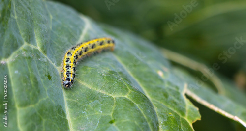 One pest caterpillar on the leaves of white cabbage in the vegetable garden in summer © smaliariryna