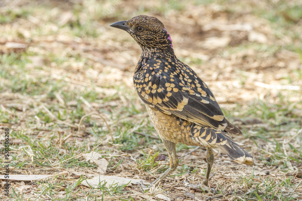 Western Bowerbird in Northern Territory Australia Western Bowerbird in Northern Territory Australia