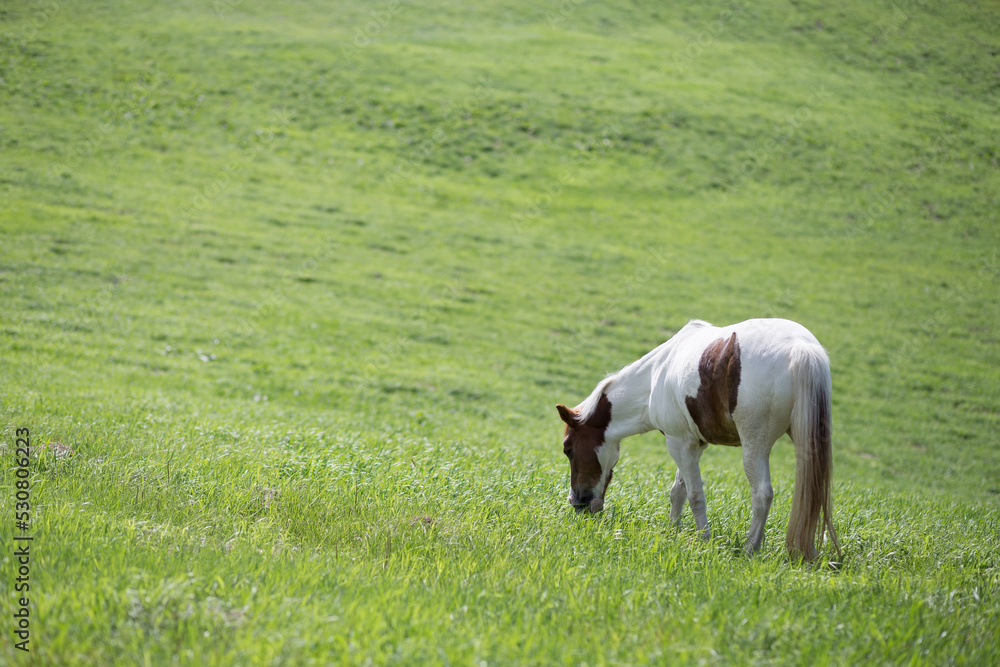 Obraz premium 草を食べる馬