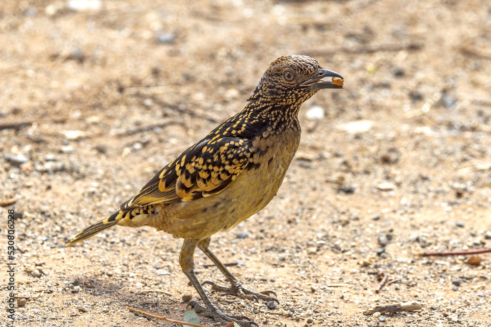 Western Bowerbird in Northern Territory Australia Western Bowerbird in Northern Territory Australia