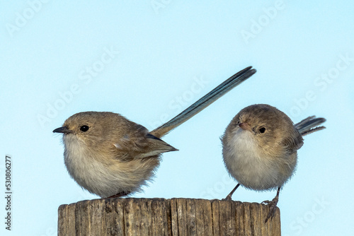 White-winged Fairywren in Northern Territory Australia photo