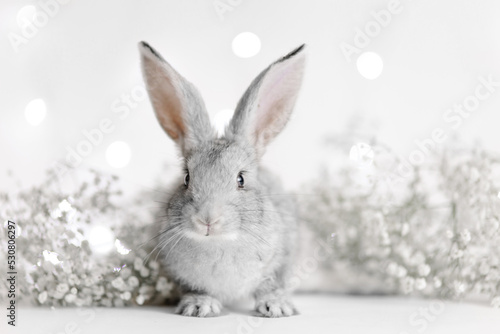 Cute charming rabbit on a festive beautiful background. Greeting card. Funny easter bunny. Symbol of the year 2023 oriental new year. Bright winter garland. White flowers. Hare with mustache and ears