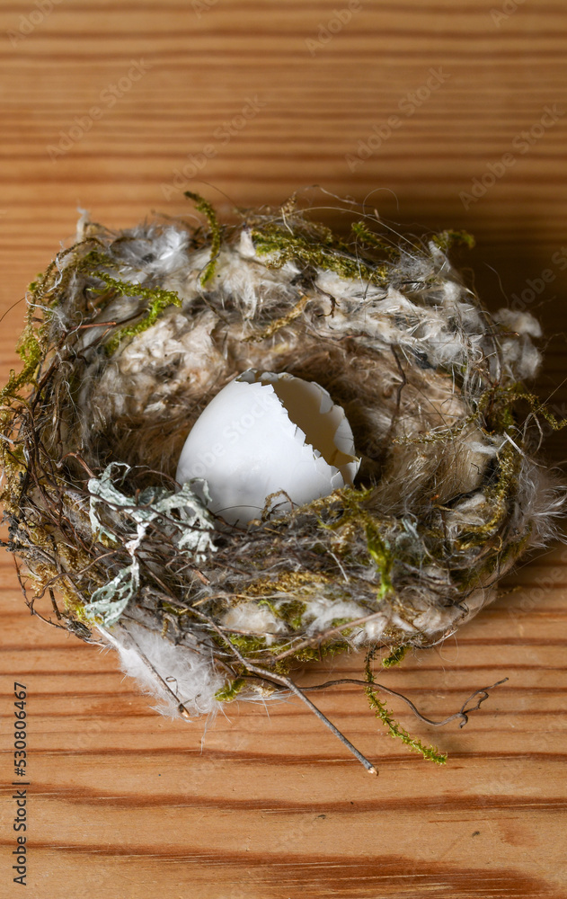 A small wild hatched egg and nest A small wild hatched egg and nest