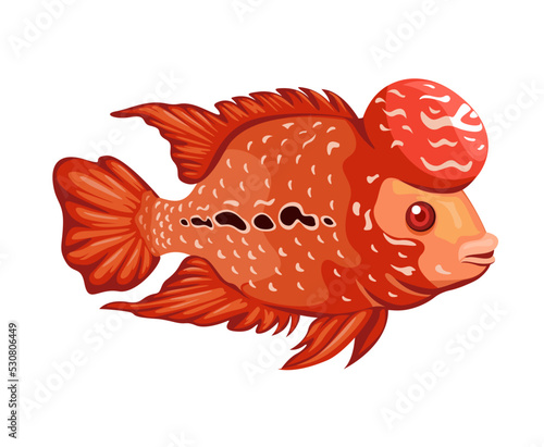 Flower horn fish aquatic animal species illustration vector