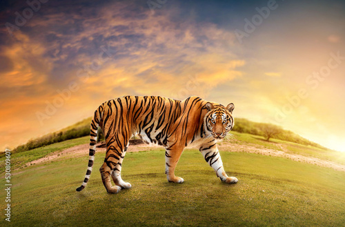 Great tiger male in the nature habitat. Tiger walk during the golden light time. Wildlife scene with danger animal. Hot summer in India. Dry area with beautiful indian tiger, Panthera tigris.