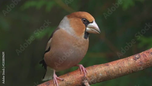 hawfinch bird perced branch close view turn head natural world norway photo