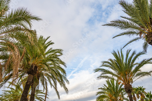 Vue du ciel de Cambrils avec les palmiers