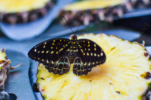Archduke Butterfly on a pineapple slice photo