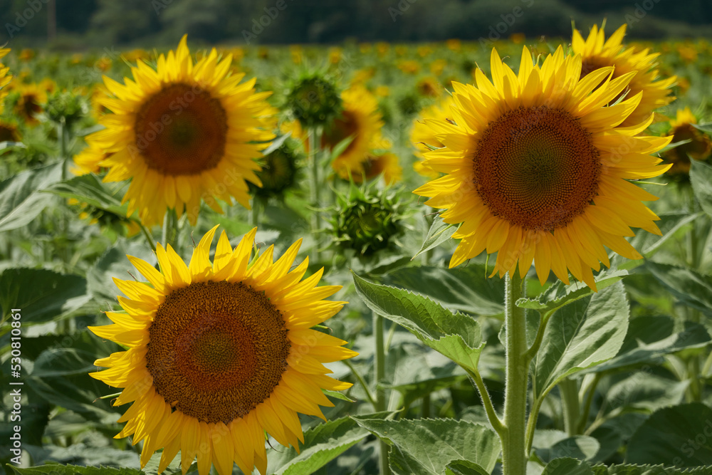 Field of sunflowers in Castilla y León. Spain