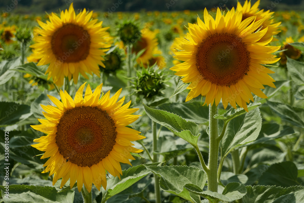 Field of sunflowers in Castilla y León. Spain