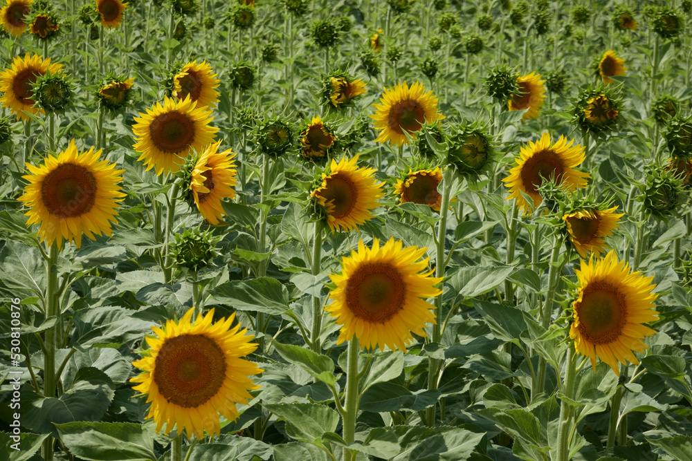 Fototapeta premium Field of sunflowers in Castilla y León. Spain