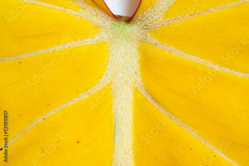 Close up of the Philodendron Gloriosum leaf turning yellow with isolated white background.