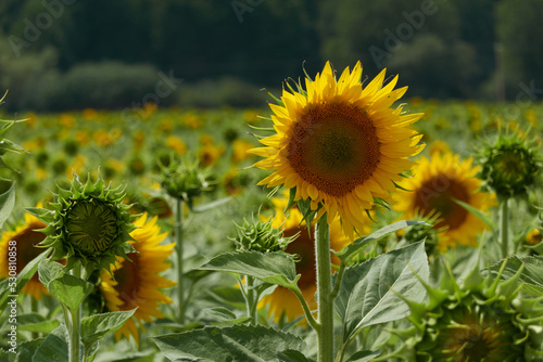 Field of sunflowers in Castilla y Le  n. Spain