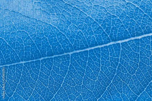 Macro leaf texture blue colorized with beautiful relief facture of plant, close up macro photo