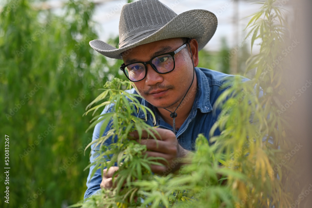 Farmer examine cannabis leave at hemp field.