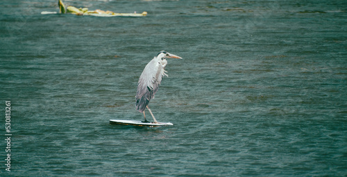 Grey heron