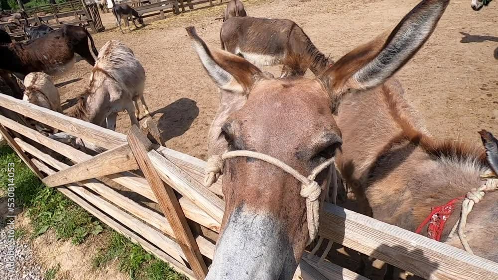 Domestic donkey, ass. Many donkeys standing in paddock at donkey farm