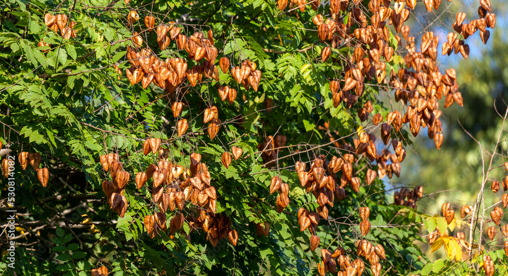 Seed pods of goldenrain tree in the fall. Golden Rain tree
