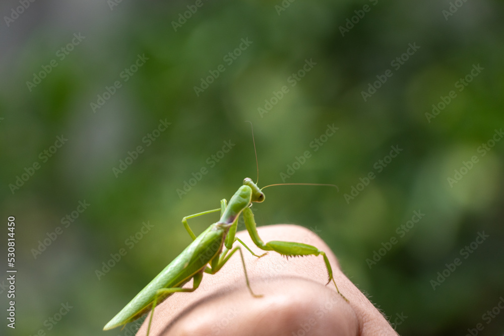 手の上にのった緑色のカマキリ 手の上にのった緑色のカマキリ