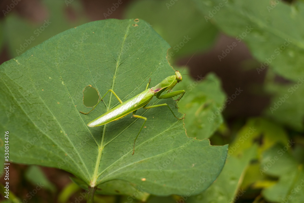 葉っぱの上に緑色のカマキリ 葉っぱの上に緑色のカマキリ