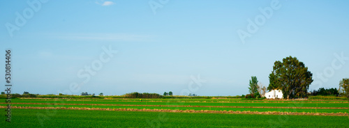 paddy field in the Ebro Delta, Spain, web banner photo