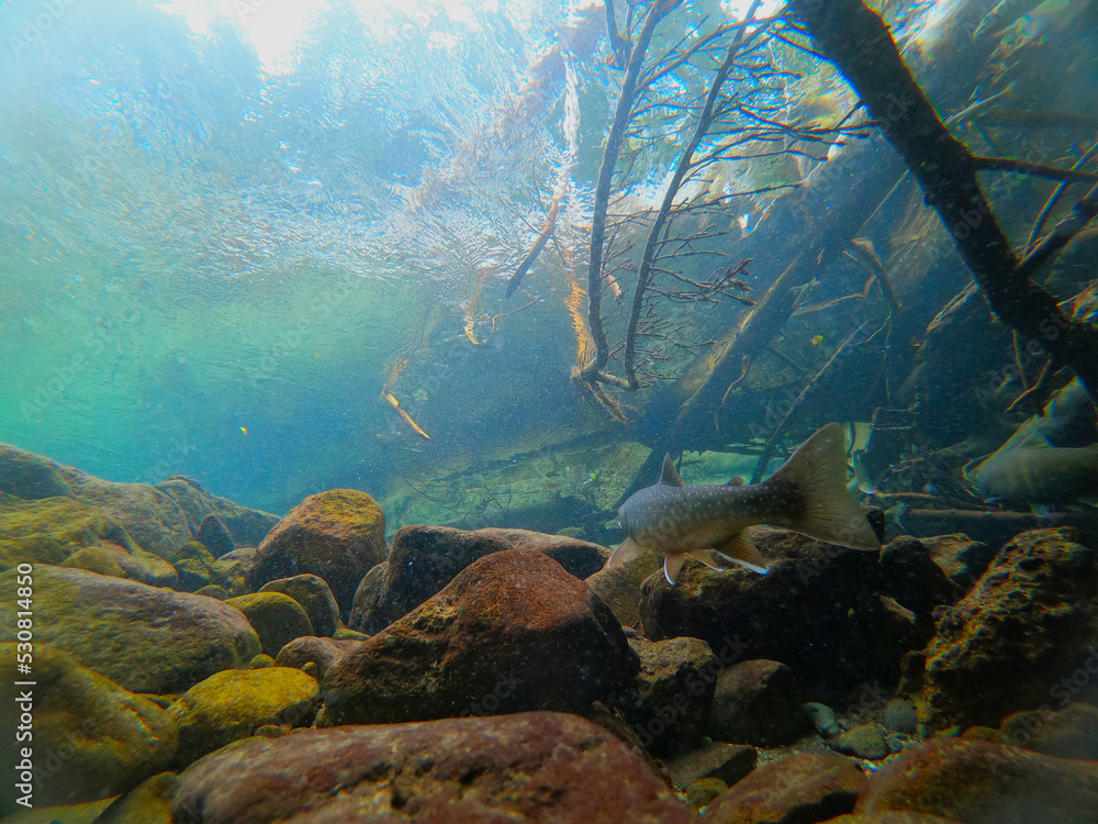 Underwater photography of Miyabei Wana in Lake Shikaribetsu, Hokkaido Underwater photography of Miyabei Wana in Lake Shikaribetsu, Hokkaido