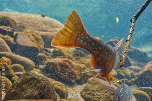 Underwater photography of Miyabei Wana in Lake Shikaribetsu, Hokkaido