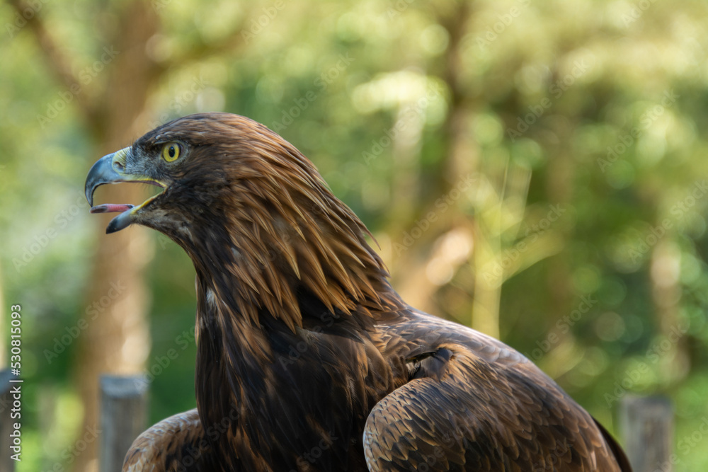 Fototapeta premium Steinadler Portrait bei Flugvorführung im Zoo