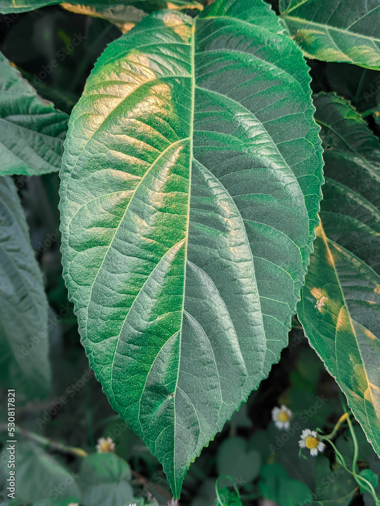 fresh green leaves in naturefresh green leaves in nature fresh green leaves in naturefresh green leaves in nature