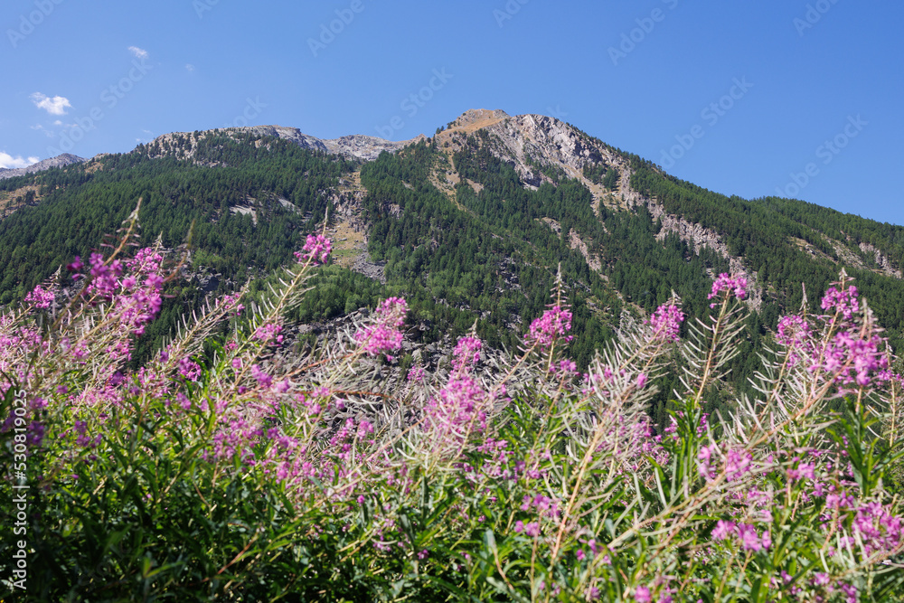 Mountain Range of the Italian Alps and Alpine Pink Flowers Willowherb on a Sunny Summer Day