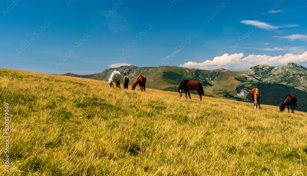 Horses feeding on meadow with partly rock hills on tje background in Carpathians mountains in Romania