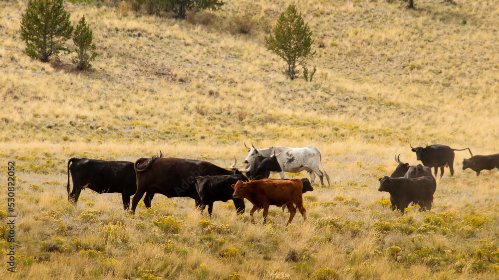 Open range cattle