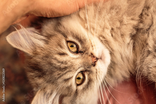 close up of a british long hair cat looking up