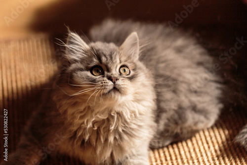 portrait of a flurry british long hair cat looking up interested