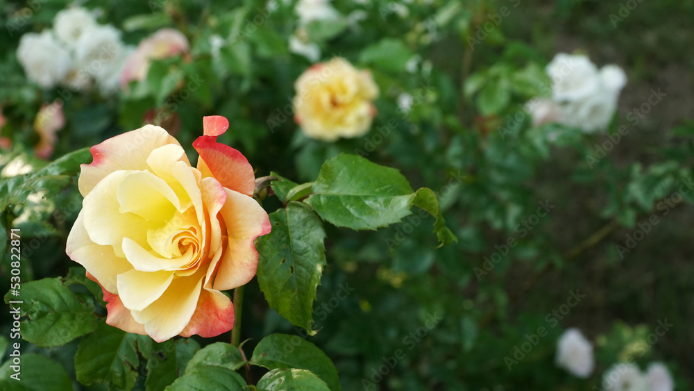 A close-up view of a blooming multicolored flower on a rose bush. The amazing beauty of colorful rose flowers in orange to red hues on beautiful summer days in June and July in European gardens. A close-up view of a blooming multicolored flower on a rose bush. The amazing beauty of colorful rose flowers in orange to red hues on beautiful summer days in June and July in European gardens.