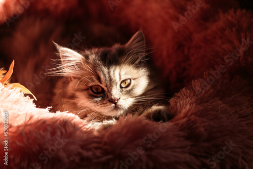 portrait of a britsh long hair cat peaking in the sun light on a fur.