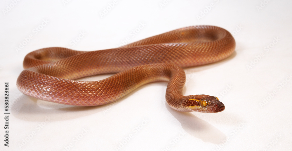 Obraz premium African House Snake // Afrikanische Hausschlange (Boaedon mentalis) 