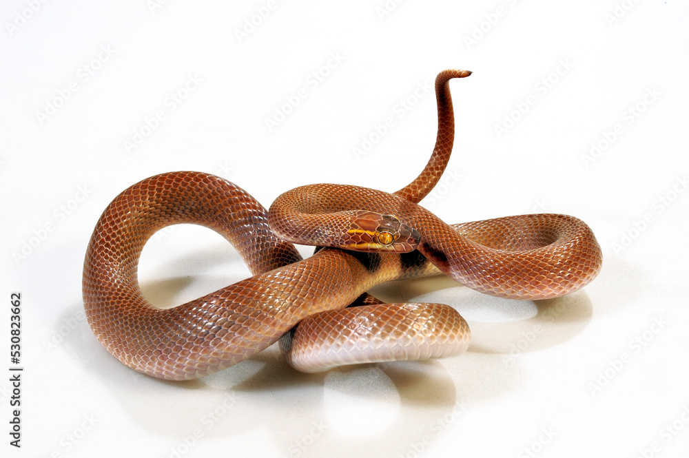 Fototapeta premium African House Snake // Afrikanische Hausschlange (Boaedon mentalis) 